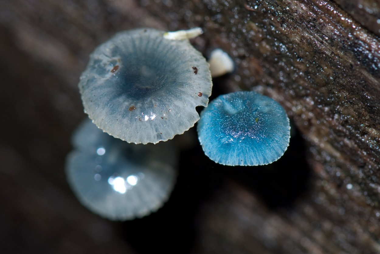 Мицена Mycena