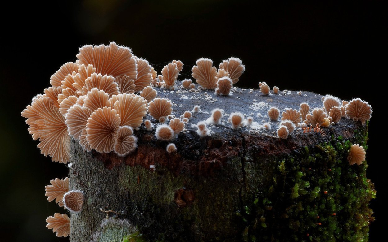 Микроскопические грибы fungi