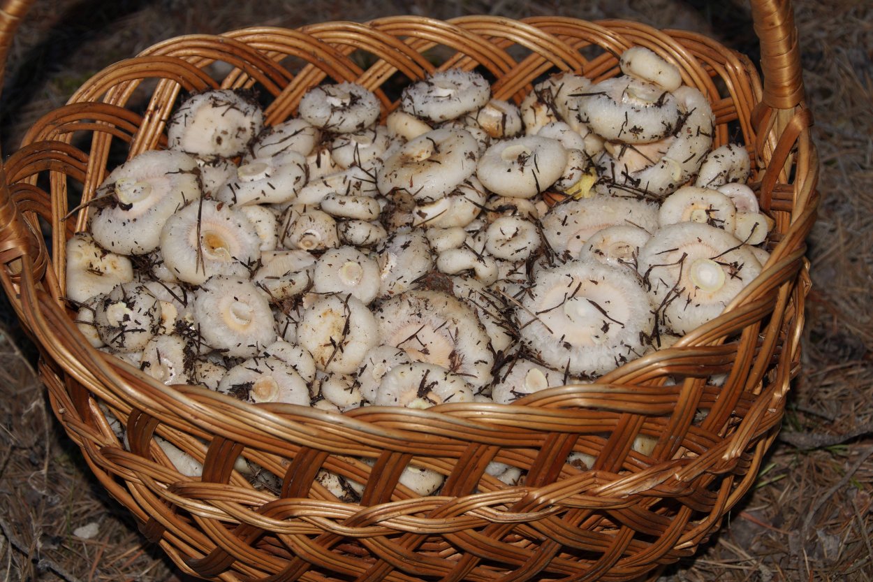 Шампиньон двуспоровый (Agaricus bisporus)