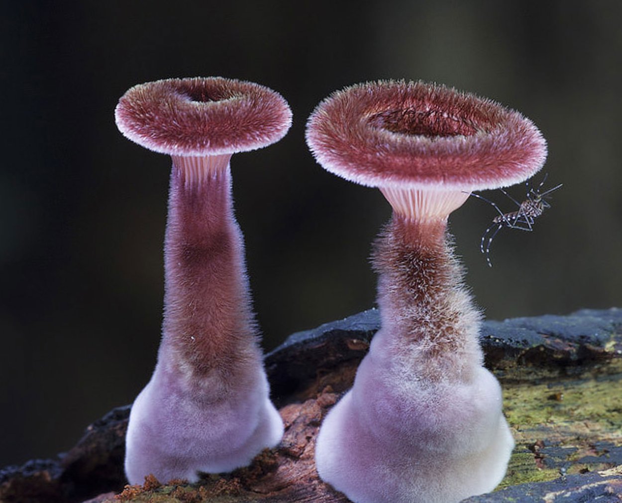 Мохнатый гриб (Panus fasciatus)