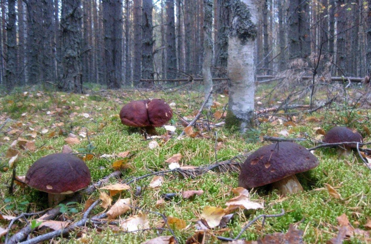 Белые грибы в Карелии