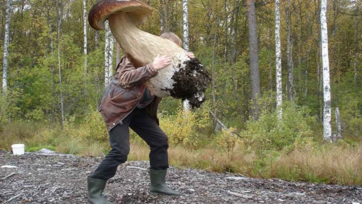 Смешной грибник
