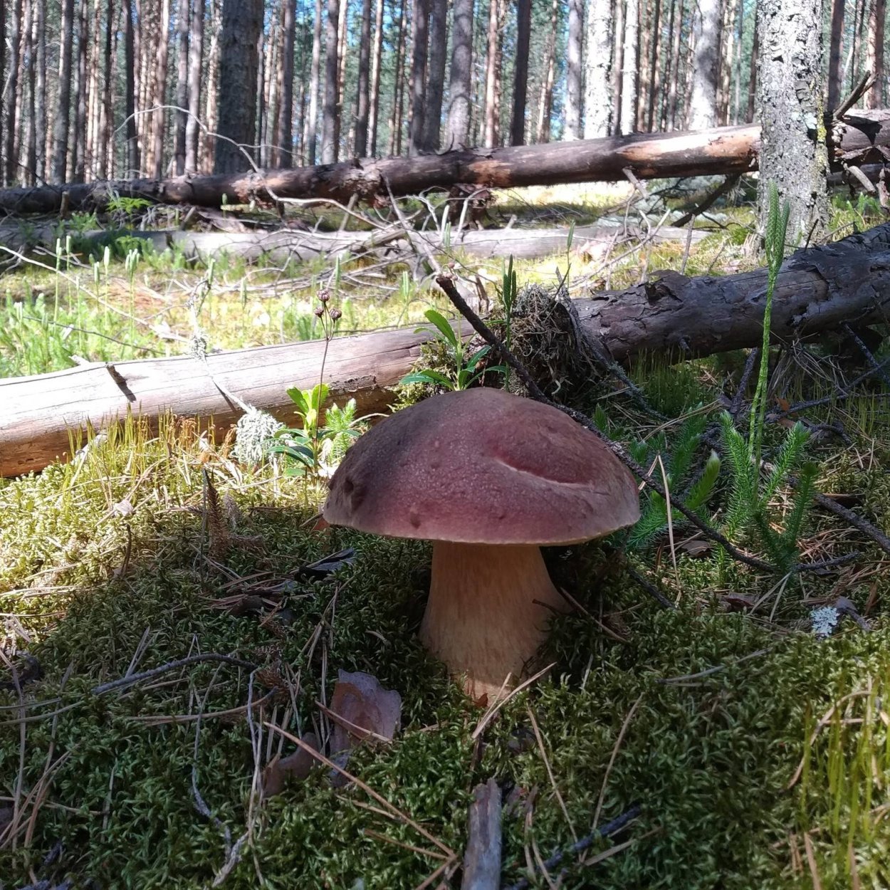 Боровой белый гриб