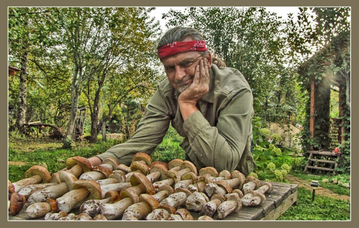 Собирание грибов в тайге