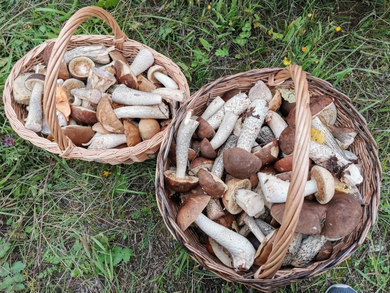 Грибы Пермского края