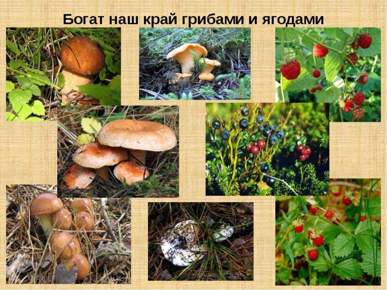 Растительный мир нашего края