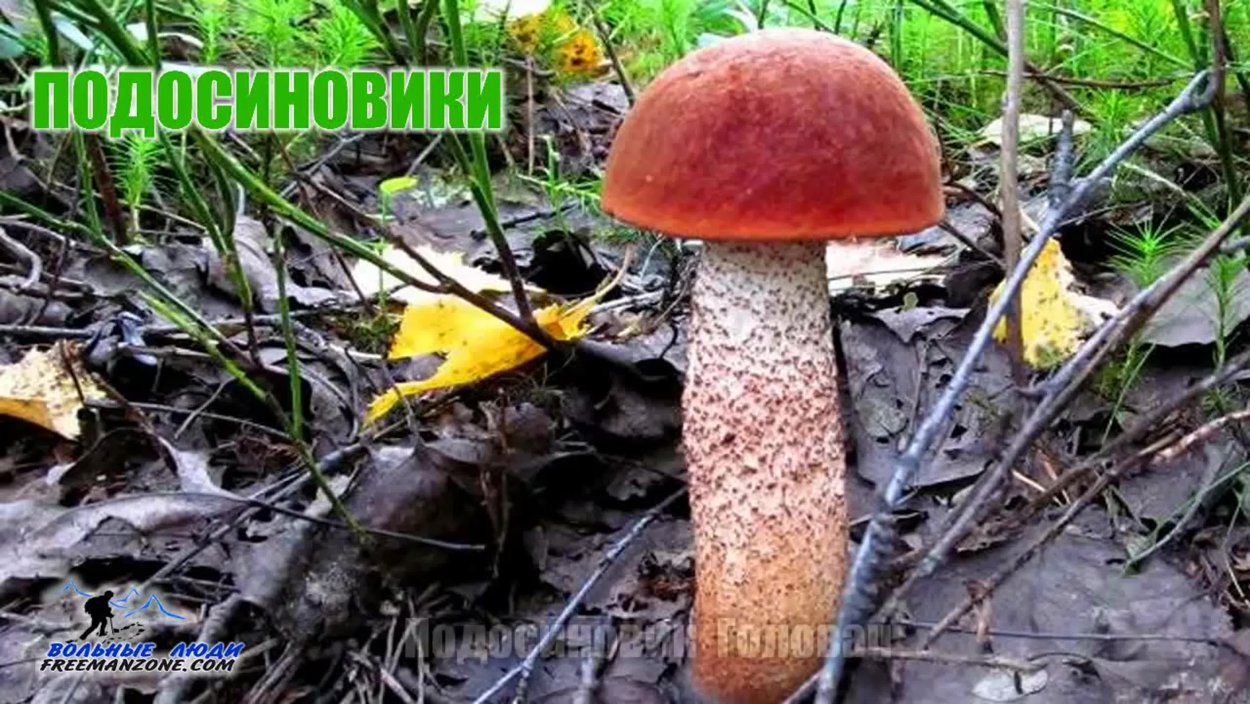 Грибы в тайге видео