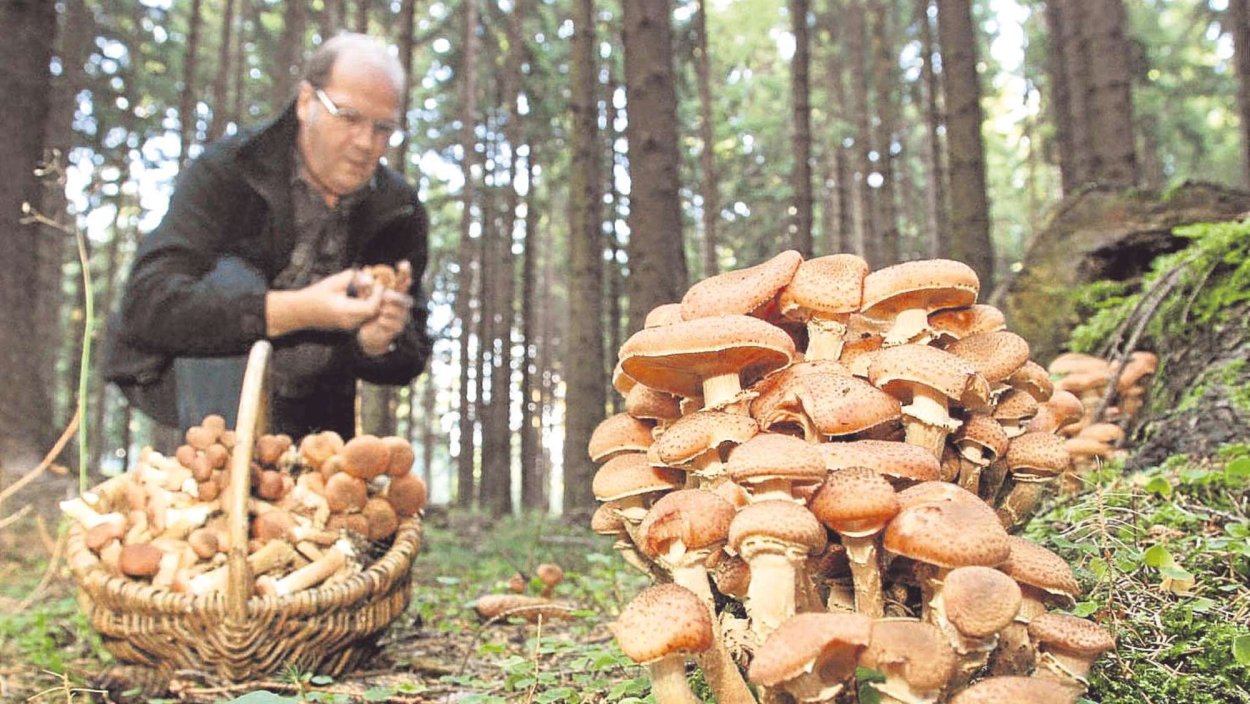 Сбор грибов в лесу опята