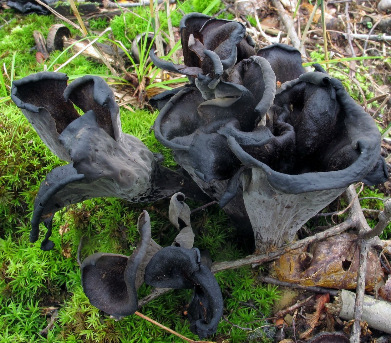 Черные грибы ядовитые