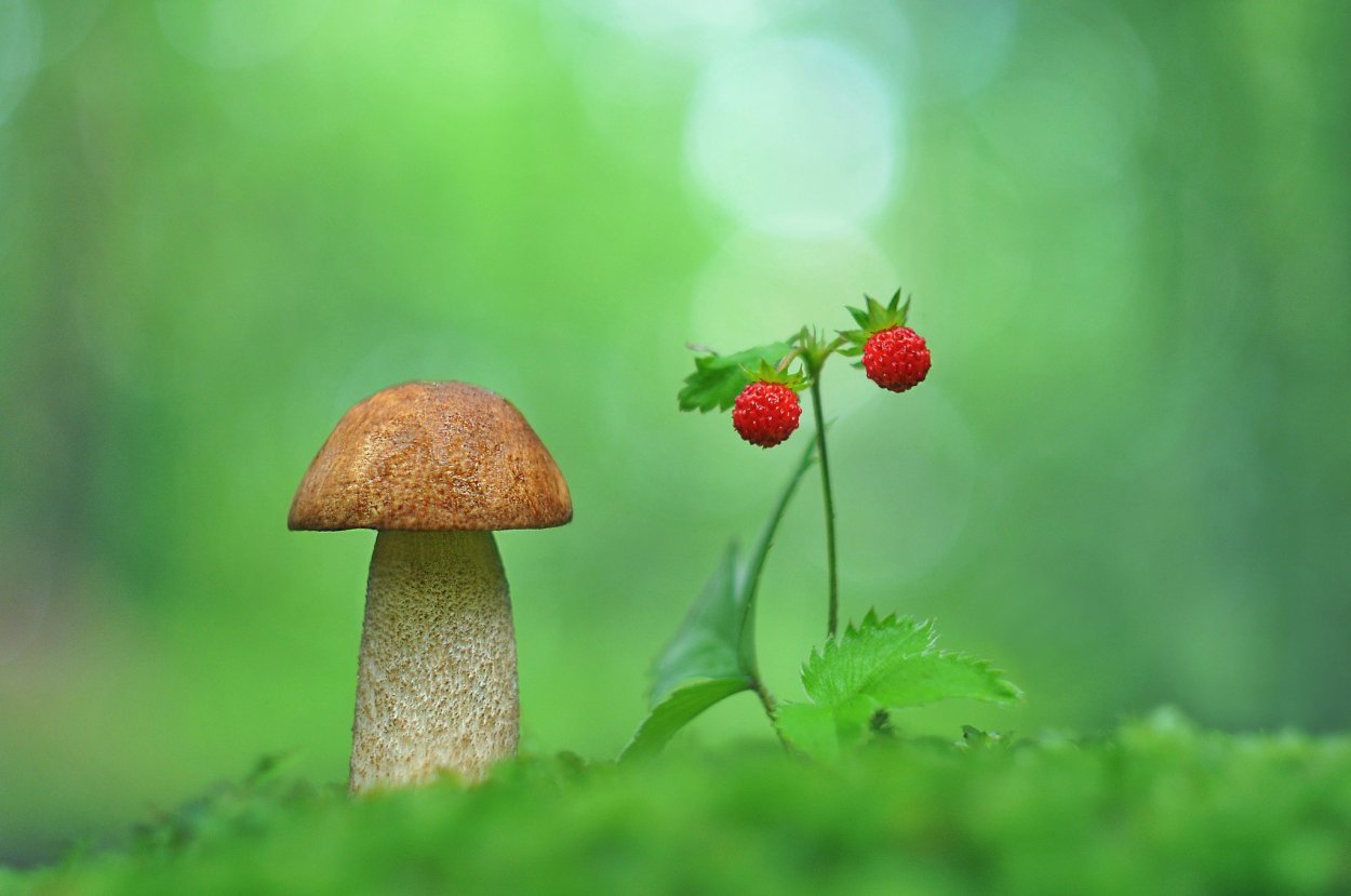 Фон лес грибы