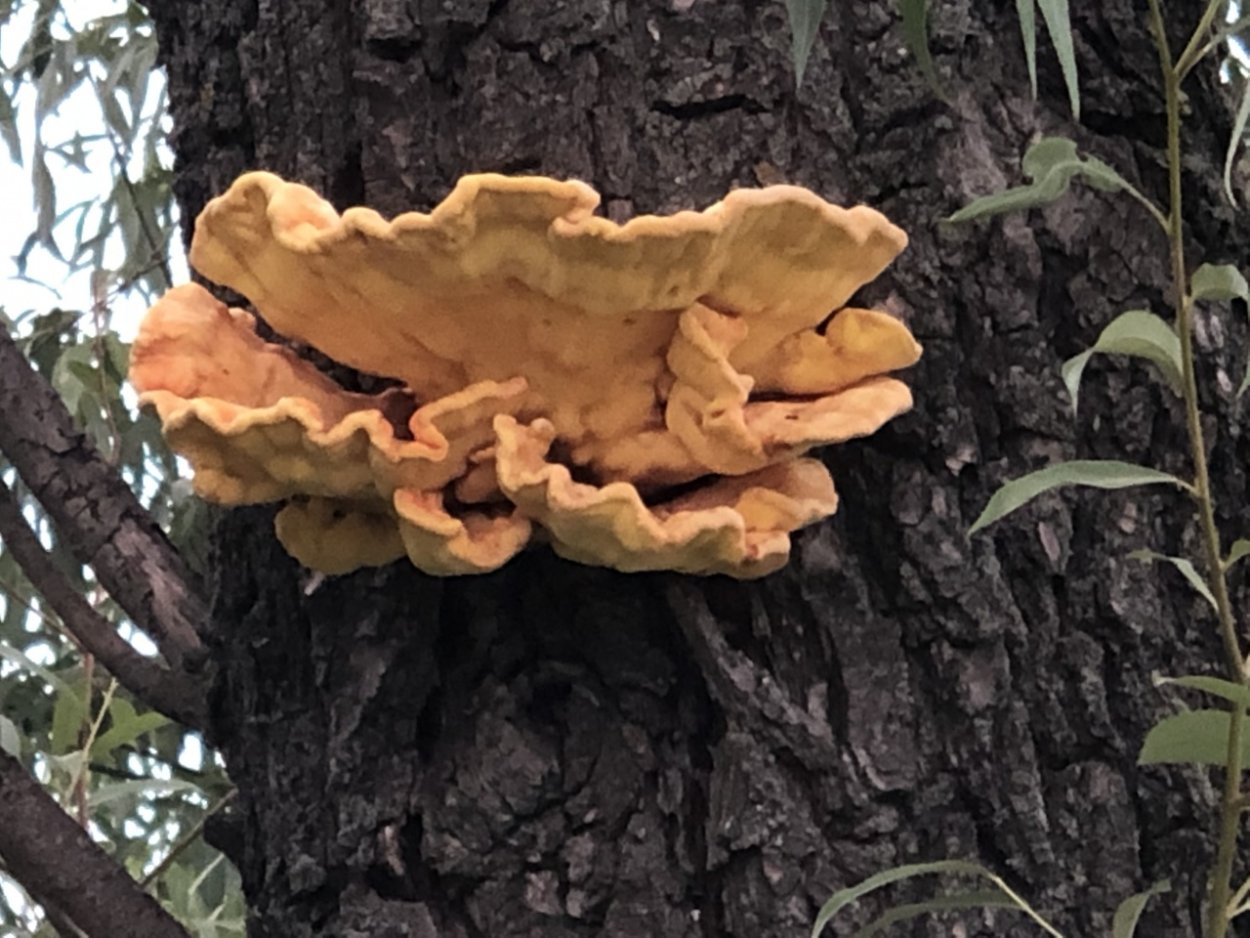 Laetiporus sulphureus