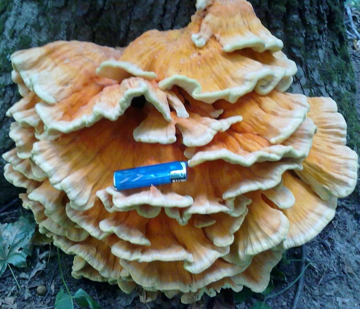 Дрожалка оранжевая (Tremella mesenterica)