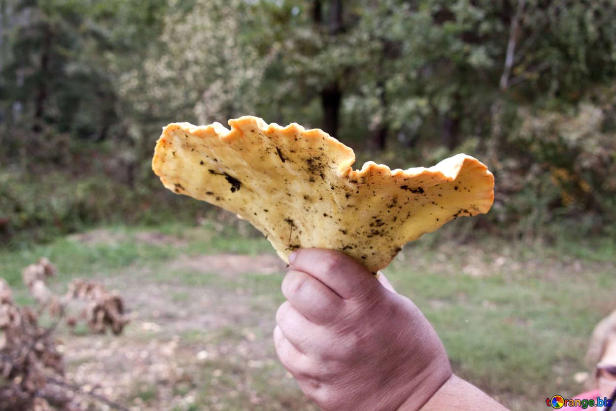 Гриб Laetiporus sulphureus