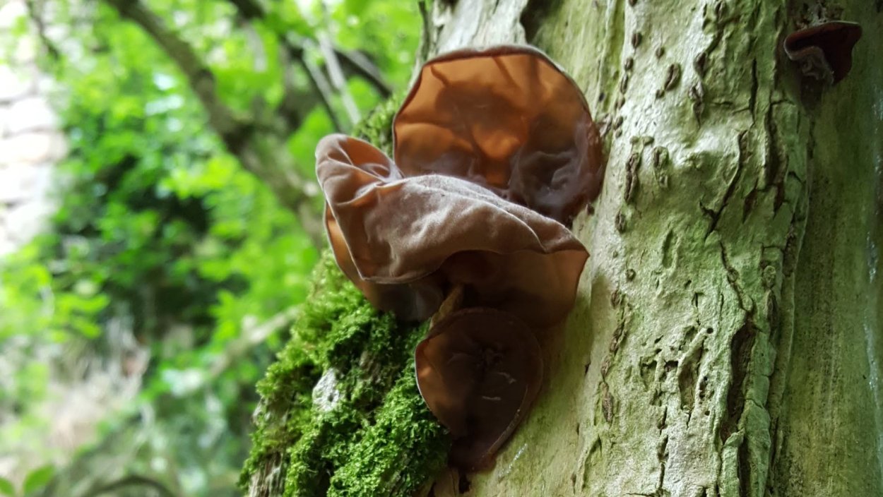 Auricularia auricula-judae