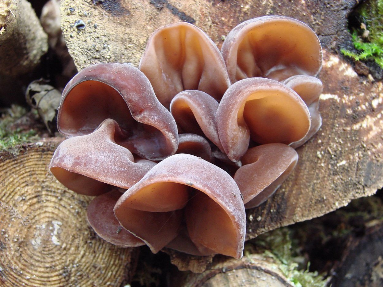 Auricularia auricula