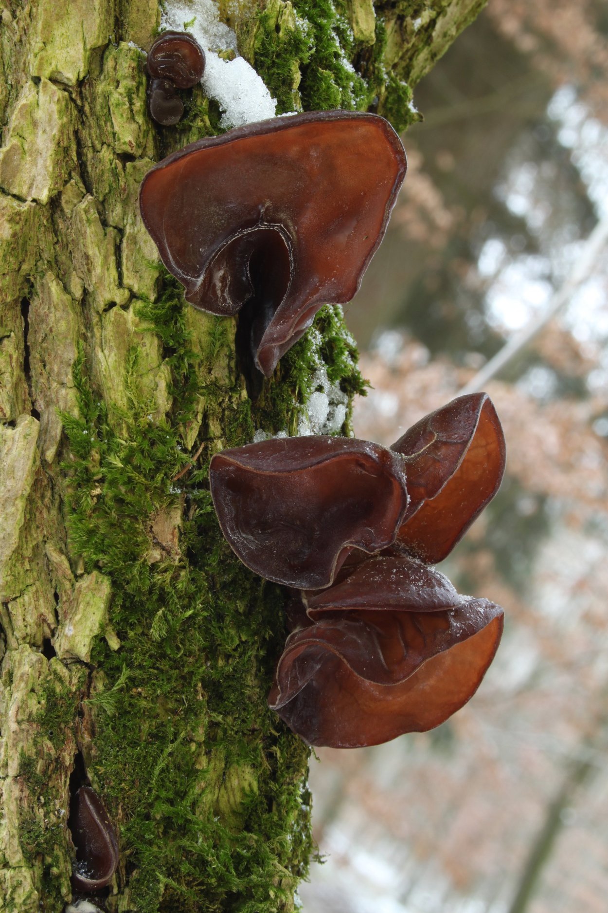 Wood Ear Mushroom