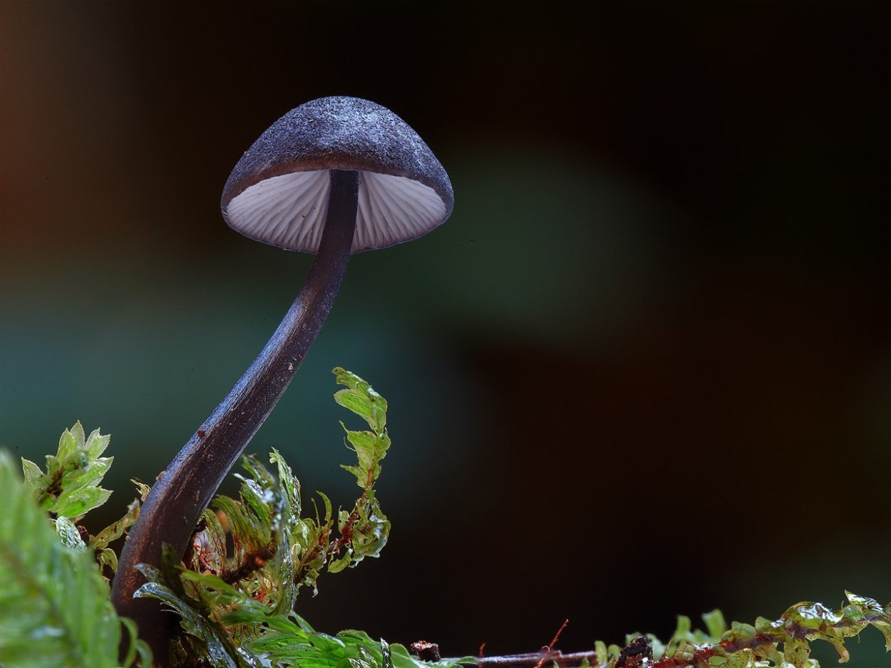 Лерациомицес (leratiomyces)