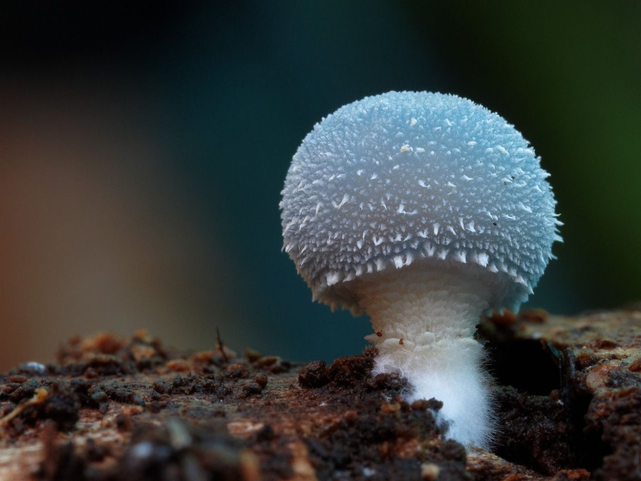 Лерациомицес (leratiomyces)