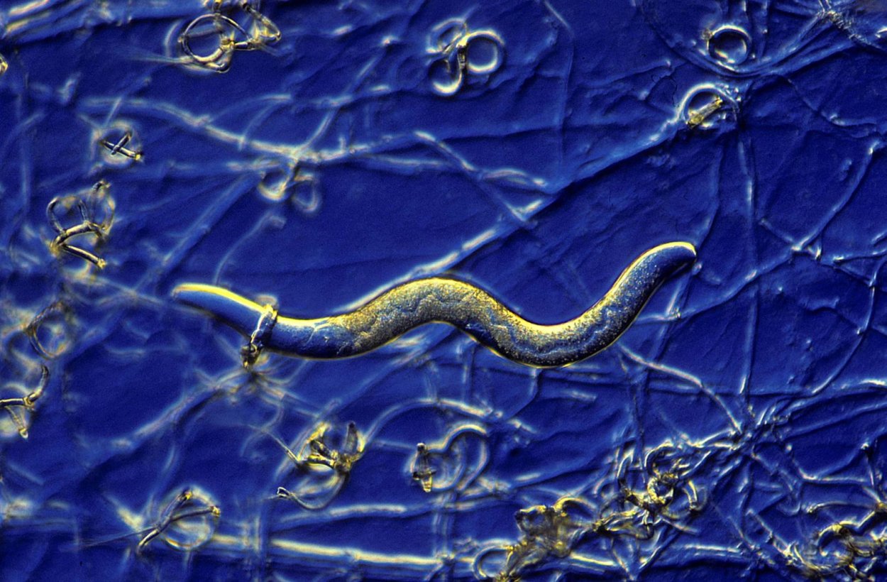 Arthrobotrys anchonia
