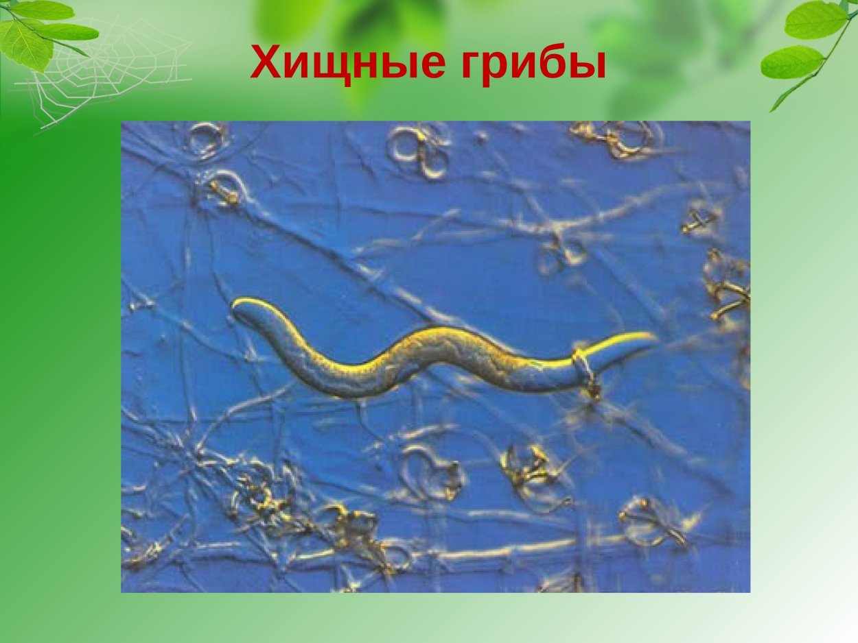 Arthrobotrys oligospora