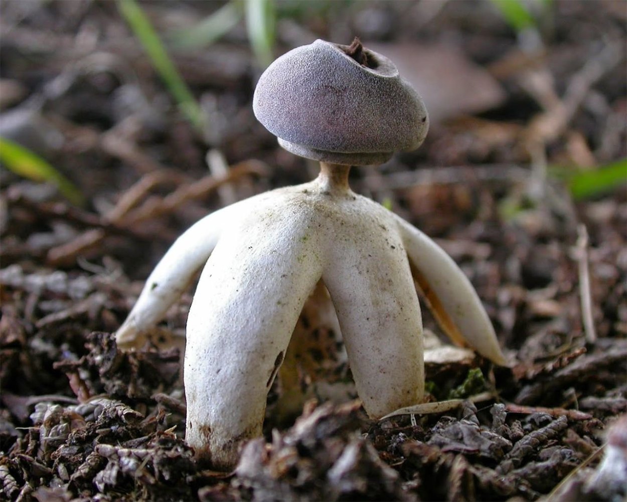 Мицена (Mycena interrupta)
