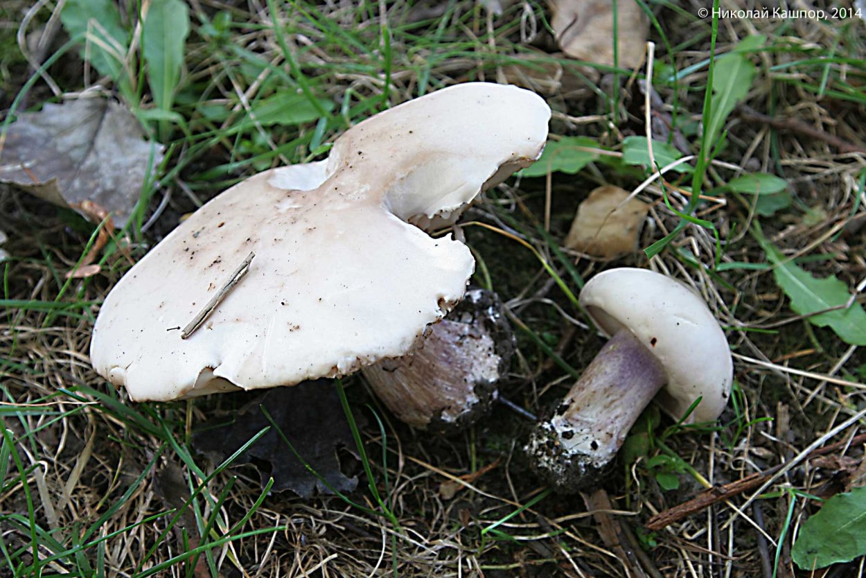 Lepista personata