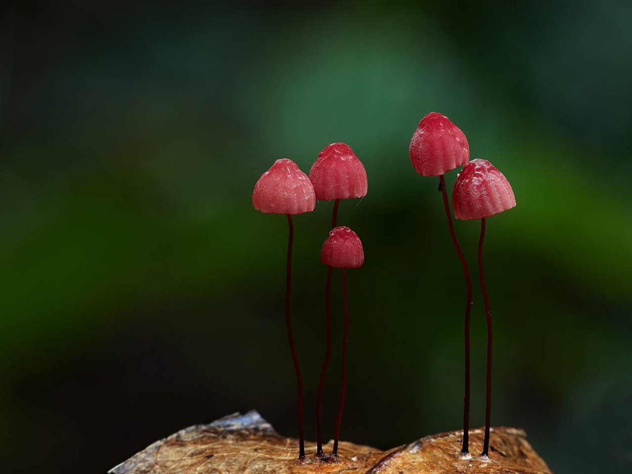 Гриб Marasmius haematocephalus