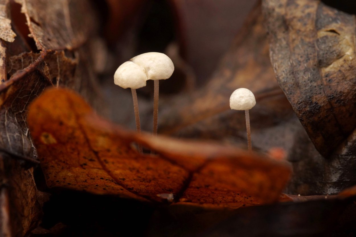 Негниючник (Marasmius haematocephalus)