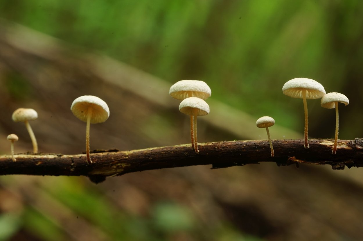 Негниючник нежнейший (Marasmius wettsteinii)