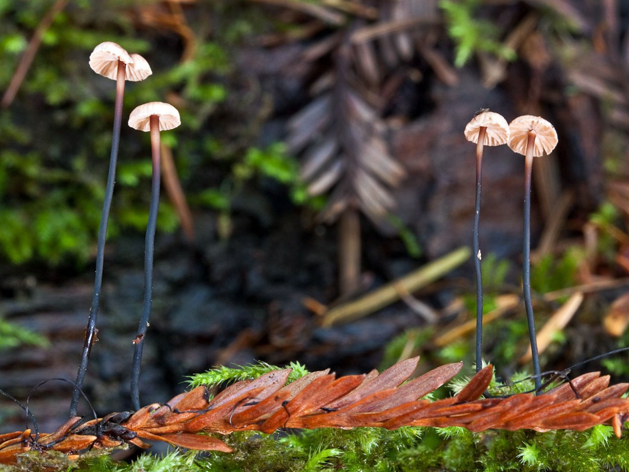 Marasmiellus ramealis
