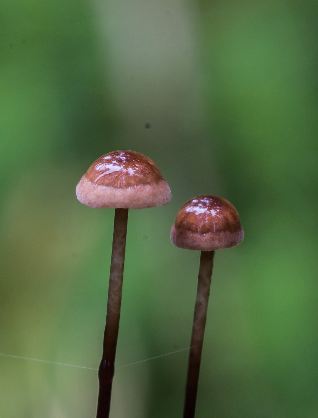 Гриб Marasmius