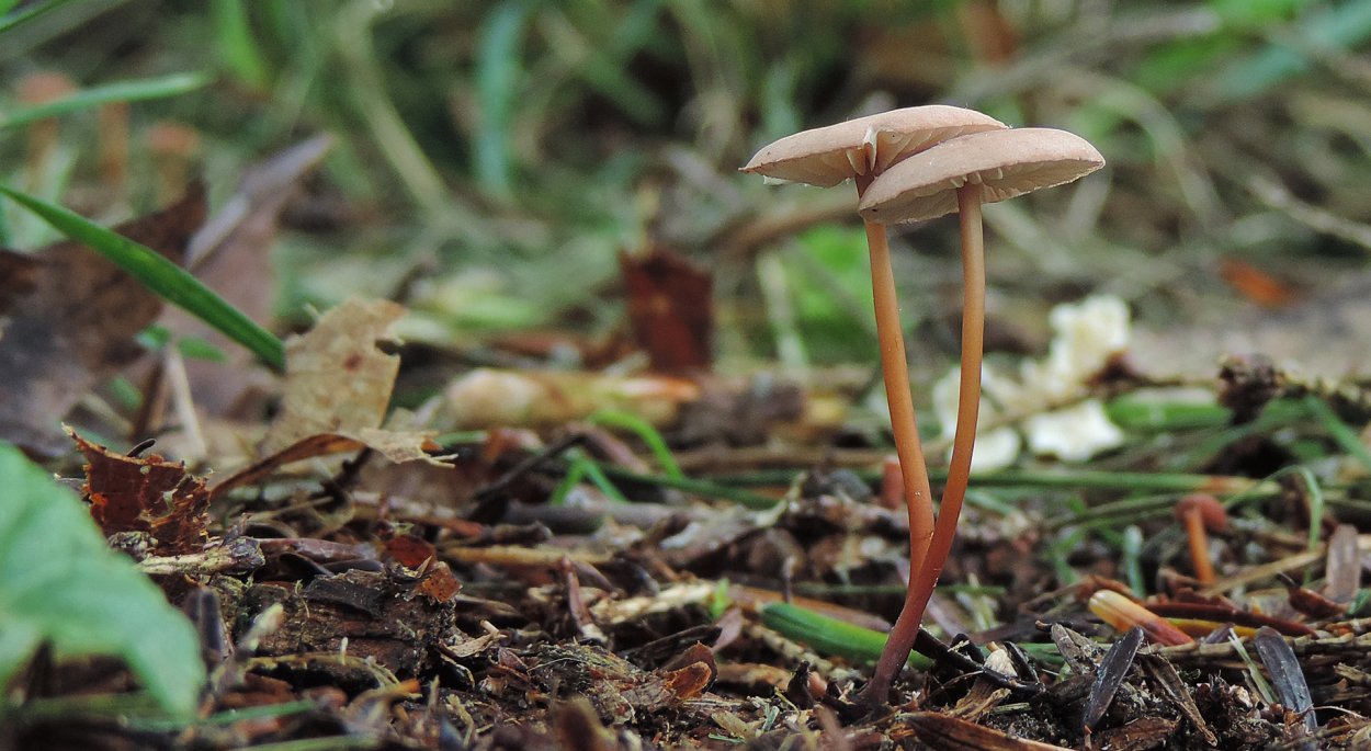 Негниючник (Marasmius)