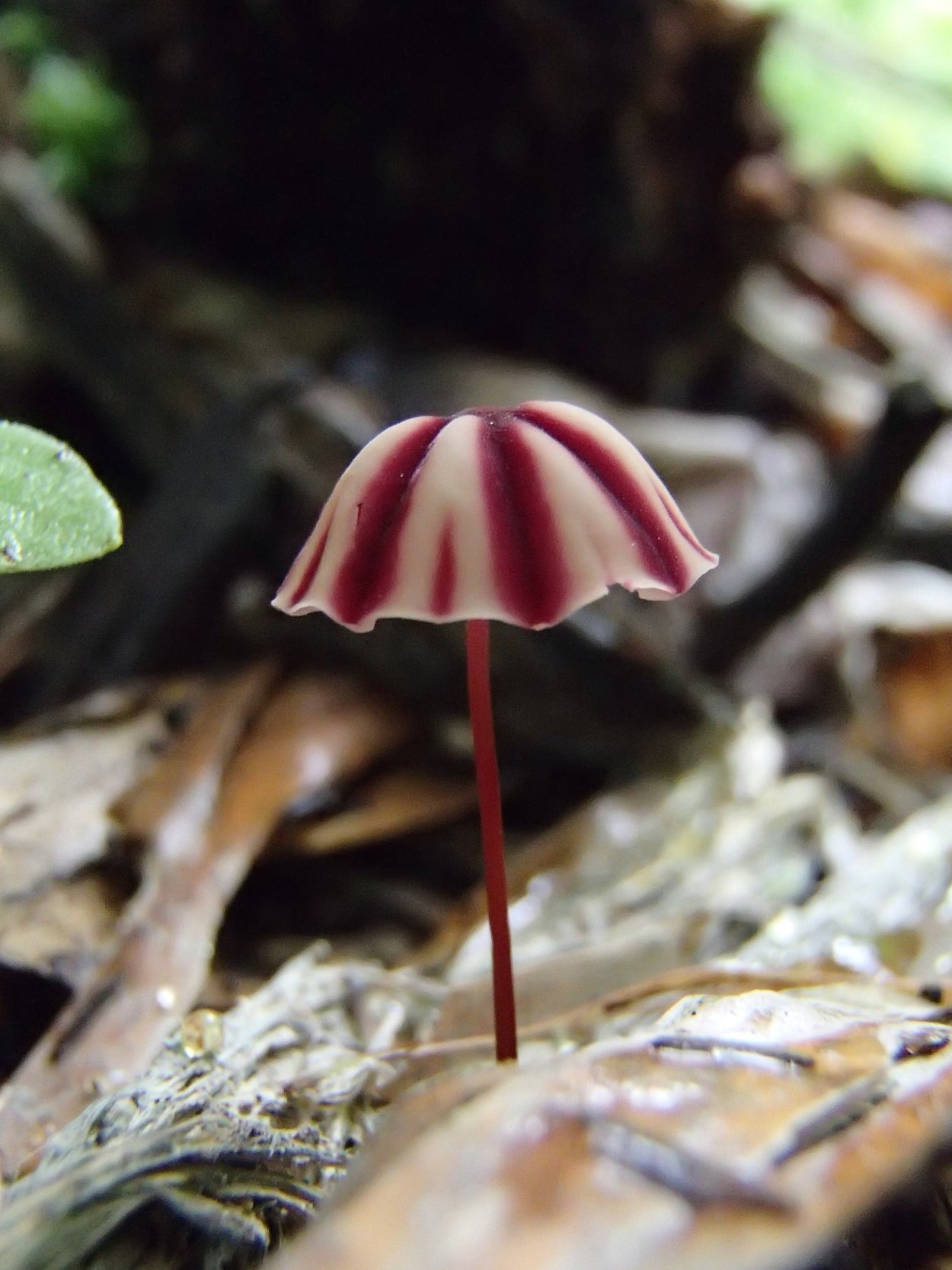 Гриб Marasmius haematocephalus