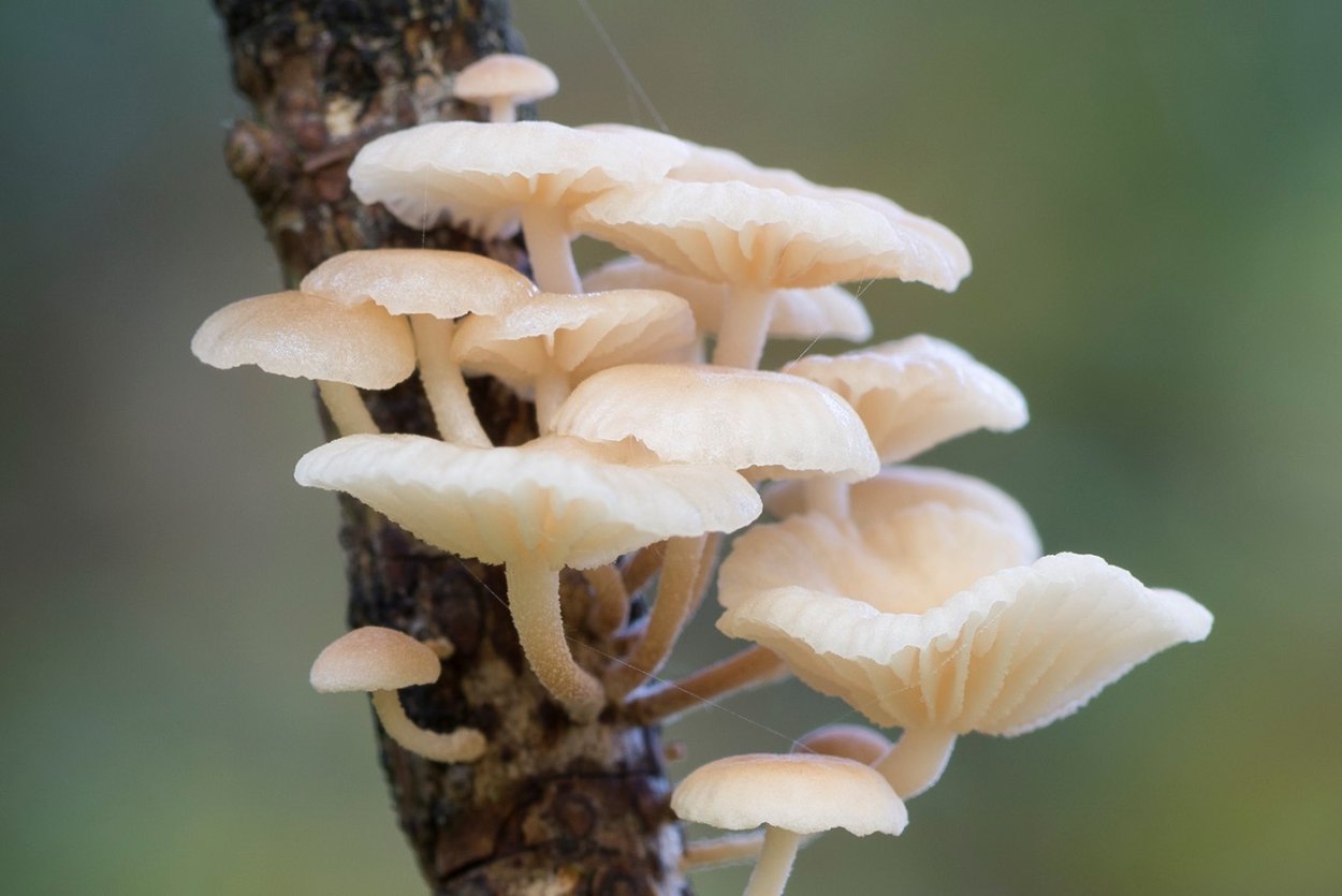 Чесночник обыкновенный (mycetinis scorodonius)