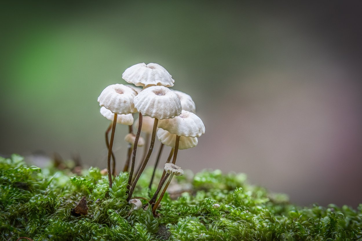 Негниючник (Marasmius haematocephalus)