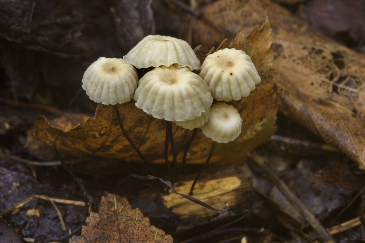 Marasmius wynnei