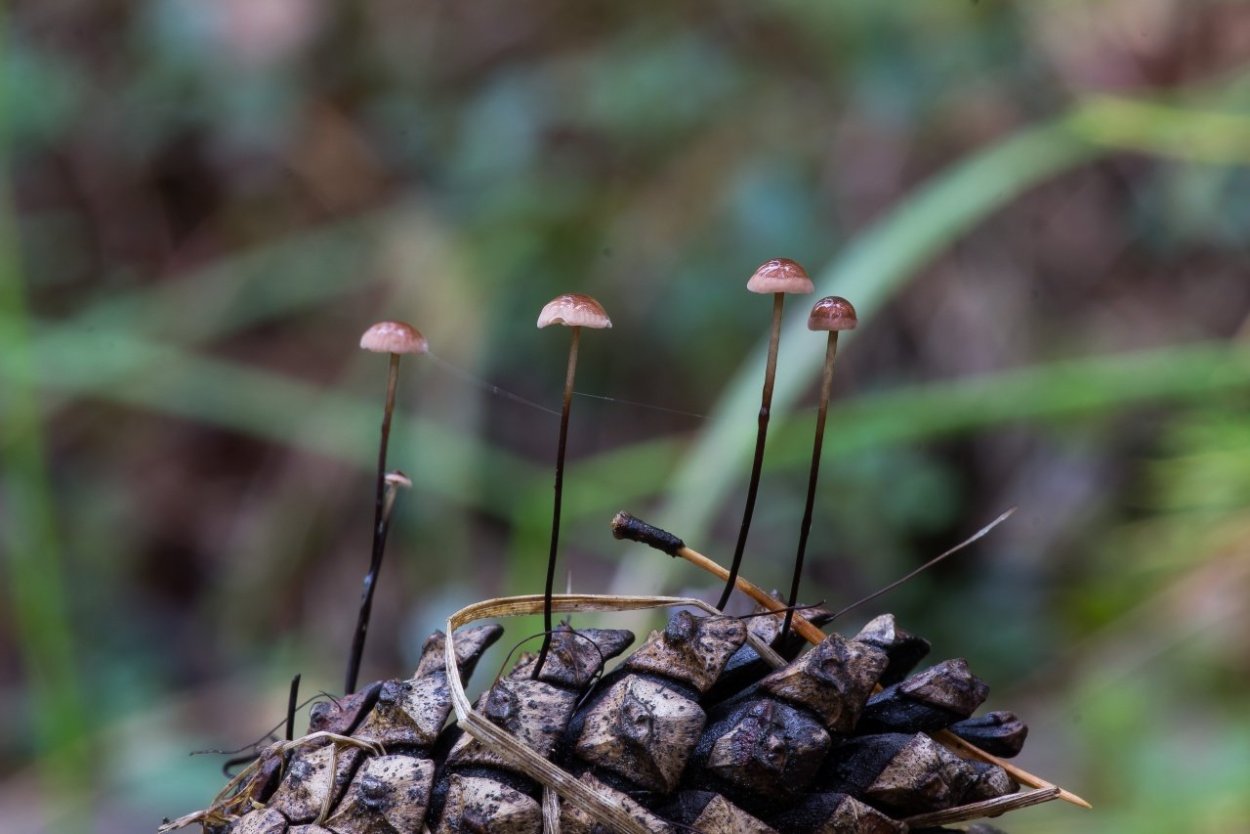 Gymnopus foetidus