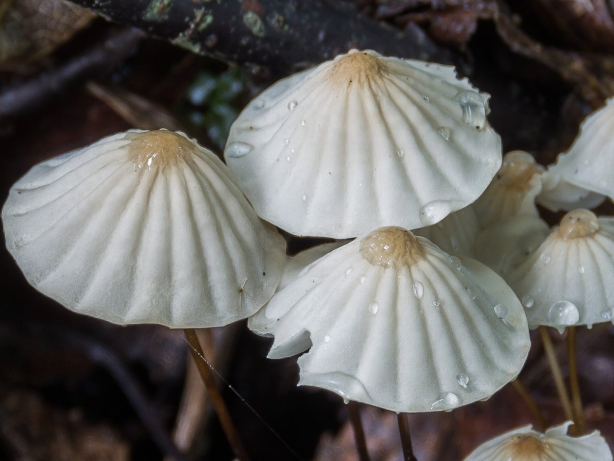 Marasmiellus ramealis