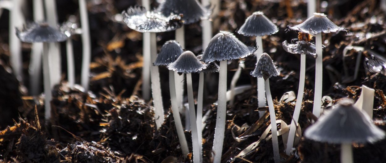Psilocybe medullosa