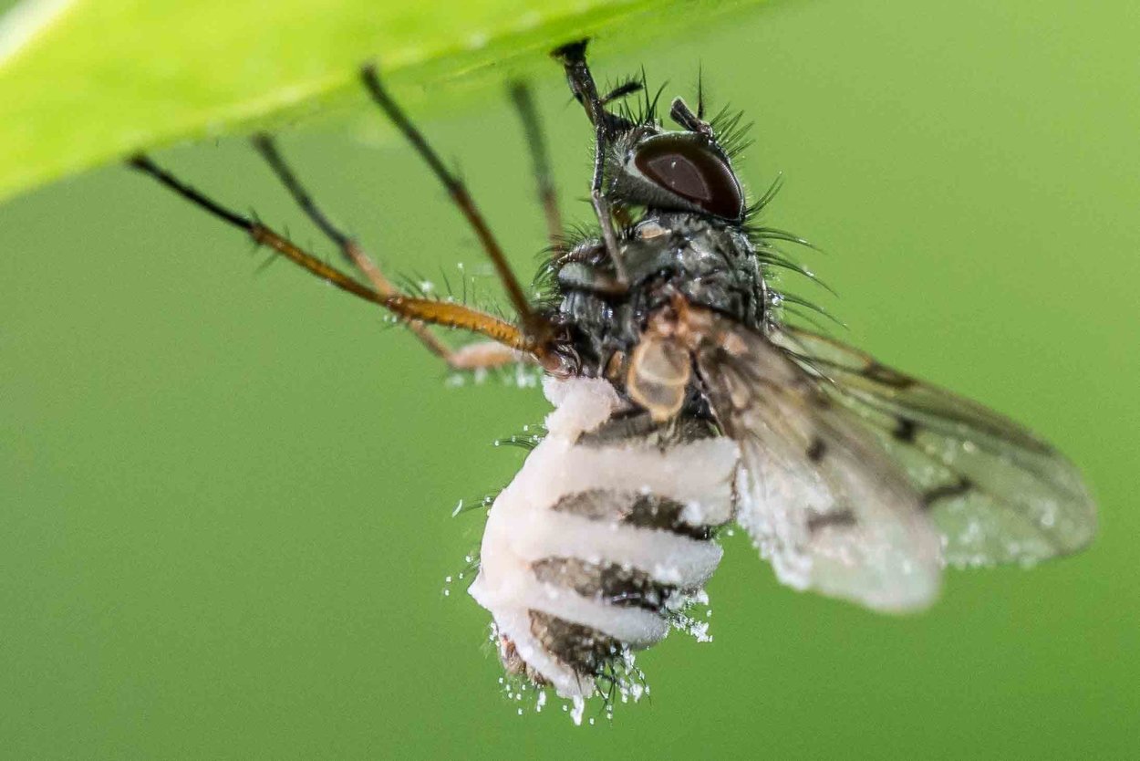 Entomophthora muscae