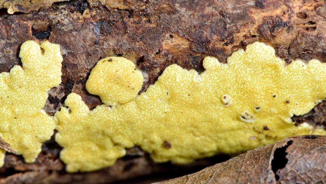 Гриб Amanita Jackson