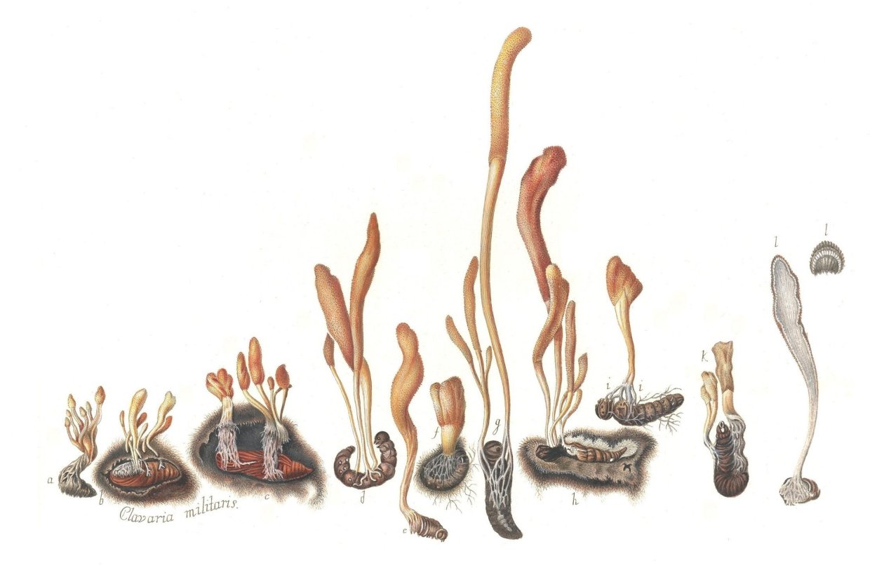 Боверия Бассиана