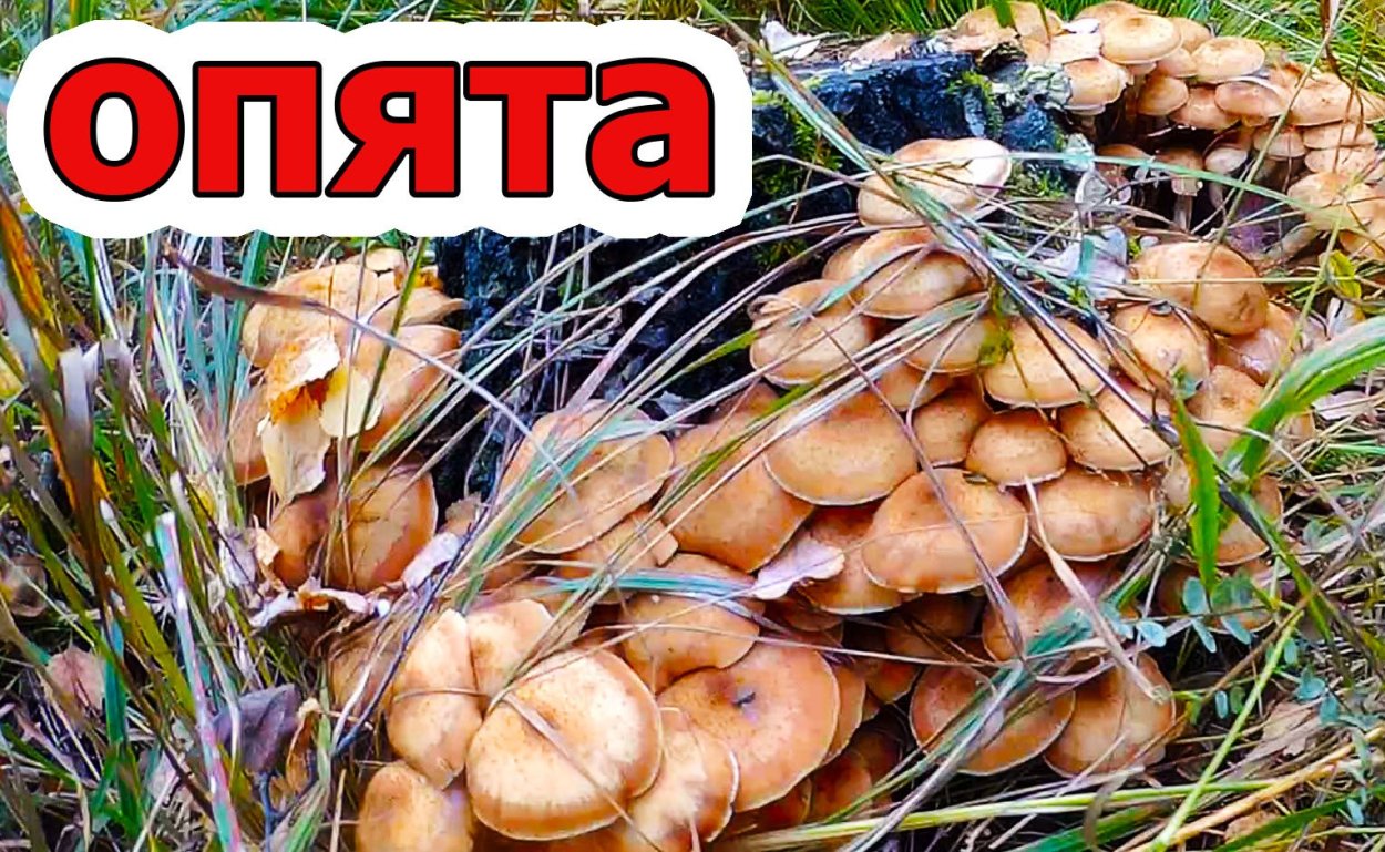 Грибница опят