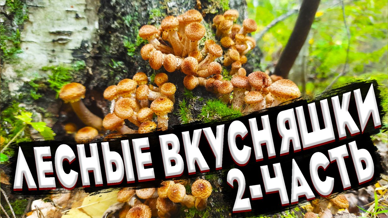 Опята пеньковые березовые