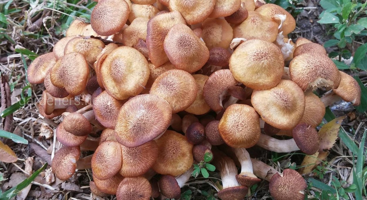 Лукошко белых грибов опят