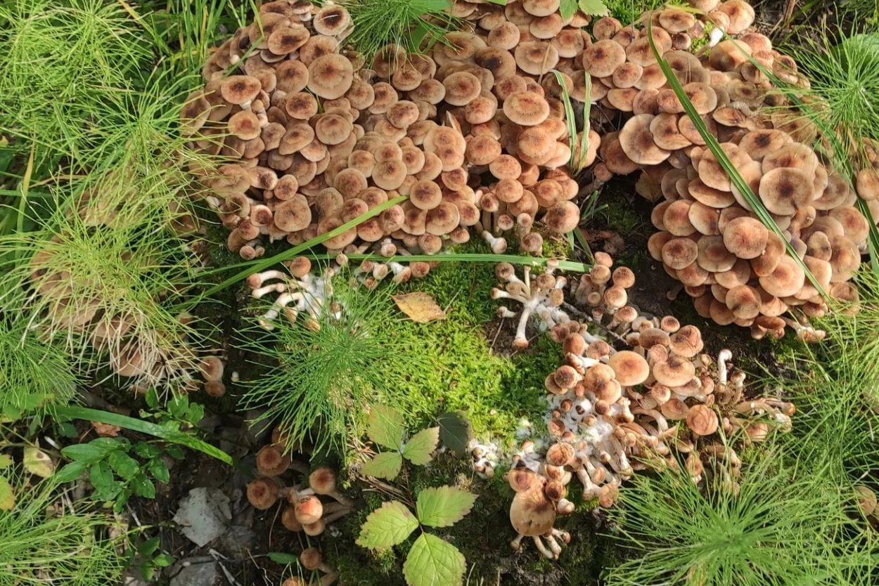 1. Armillaria mellea – опенок осенний