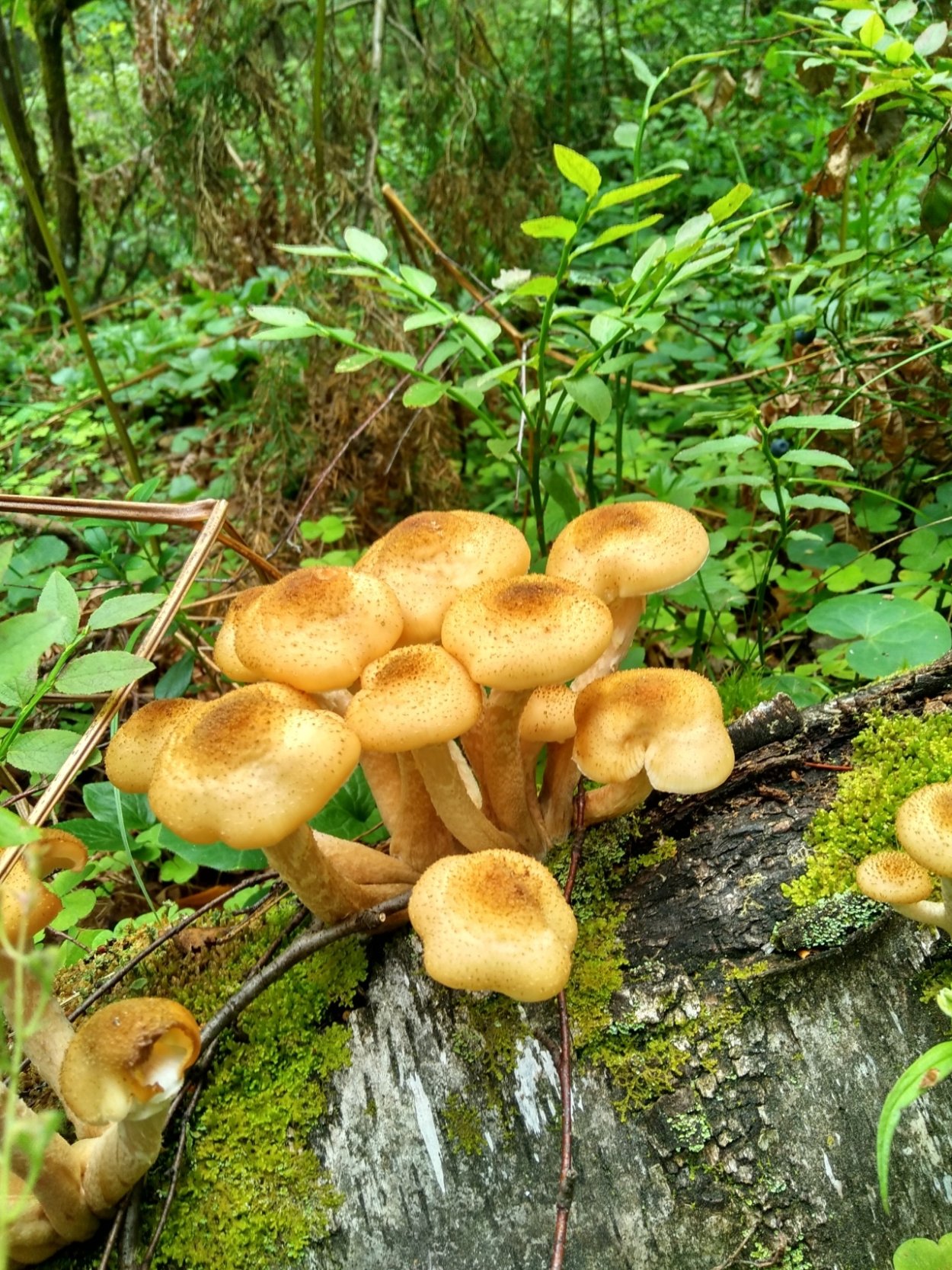 Опенок горчичный Armillaria sinapina