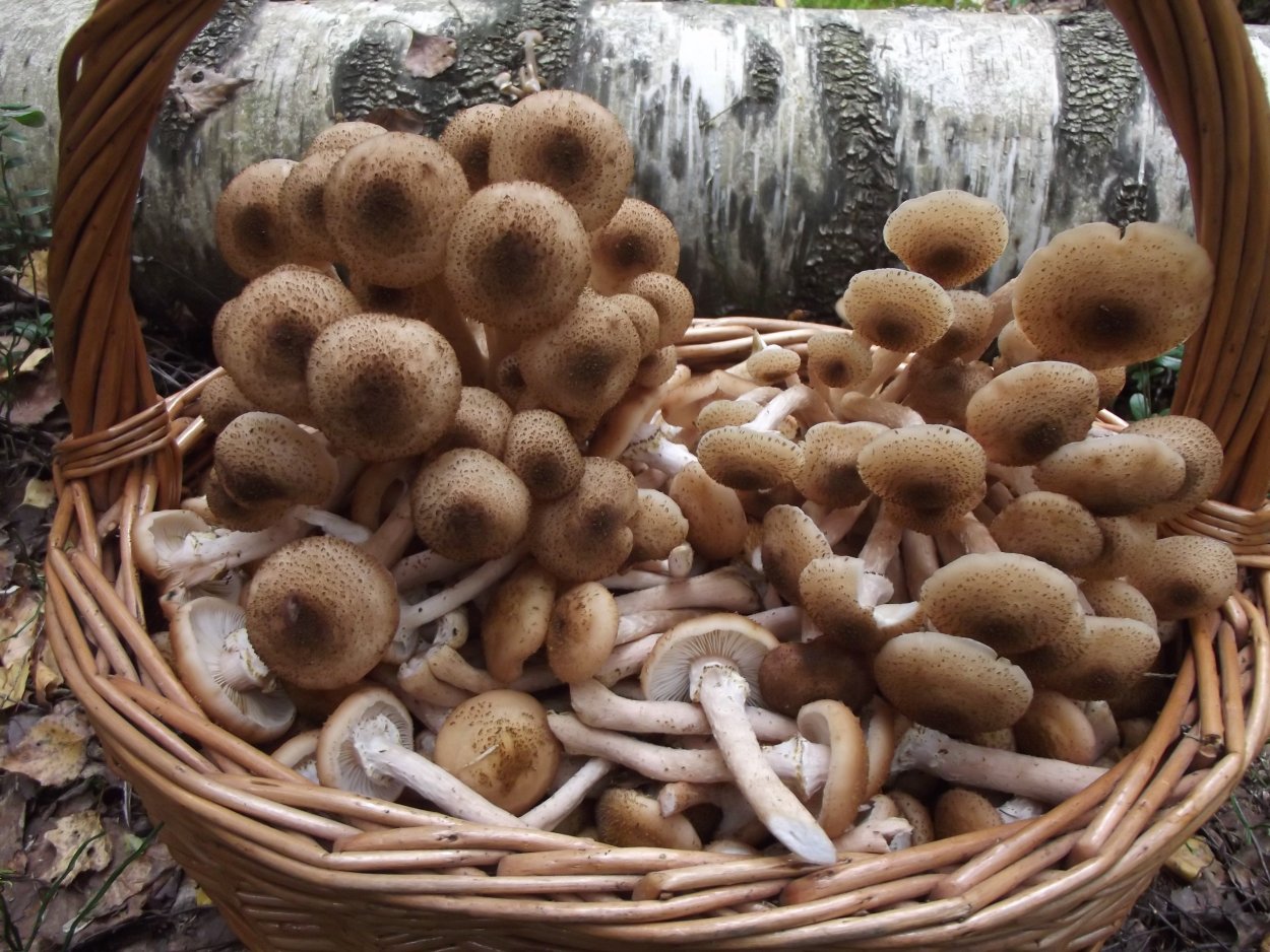 Armillaria mellea; Armillaria Borealis