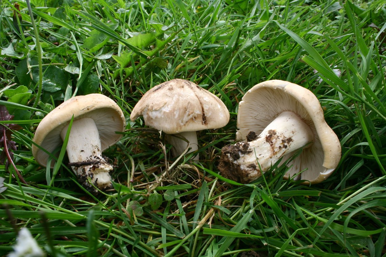 Рядовка пятнистая (Tricholoma pessundatum)