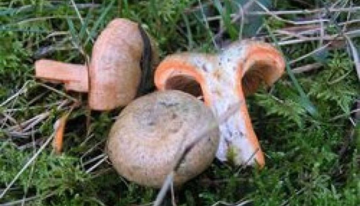 Звездовик сводчатый Geastrum fornicatum